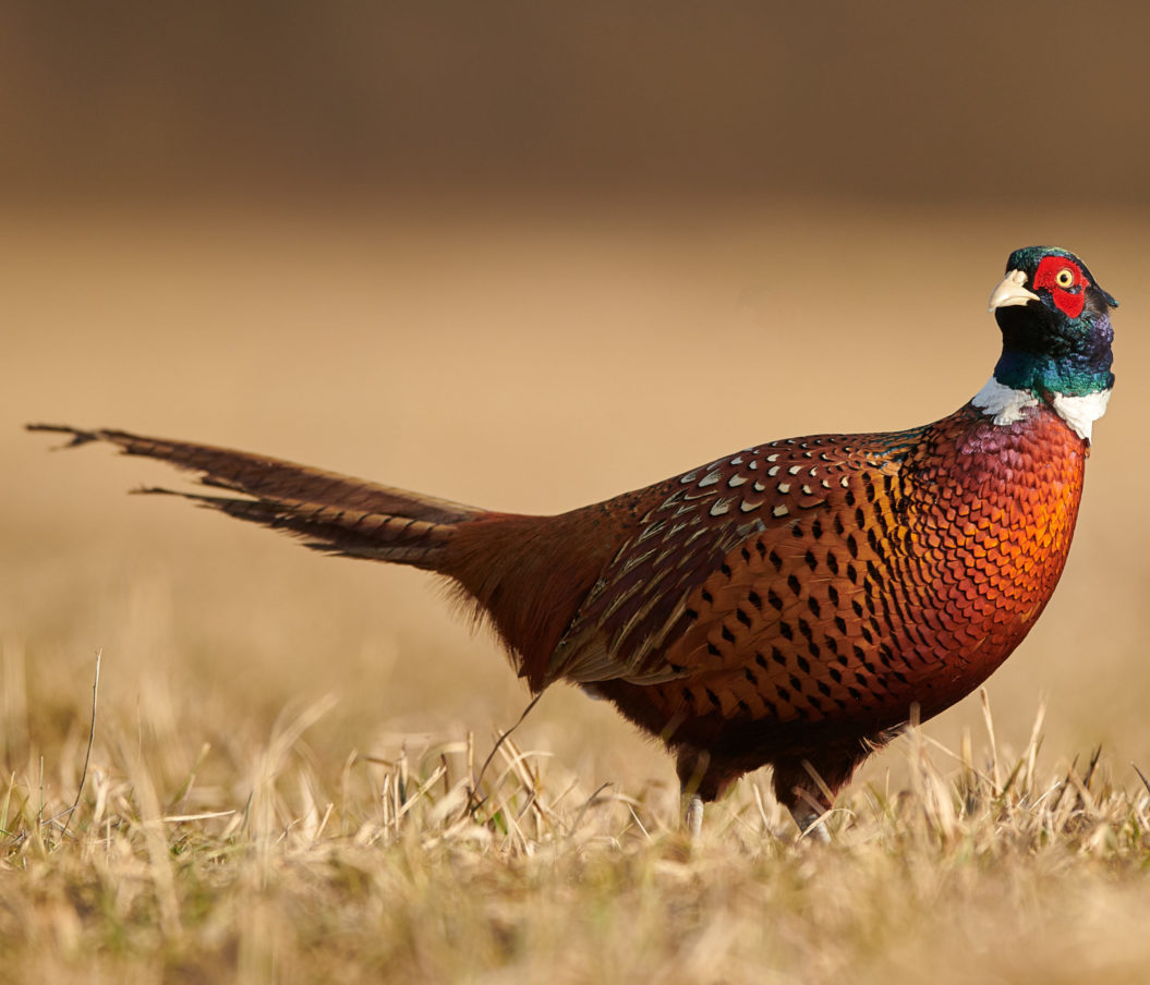 Ring-necked Pheasant hen in snow - Mia McPherson's On The Wing Photography