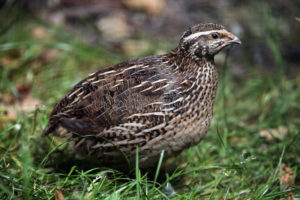 Coturnix Quail